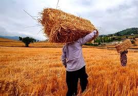 کشاورزان برای تولید انگیزه ندارند